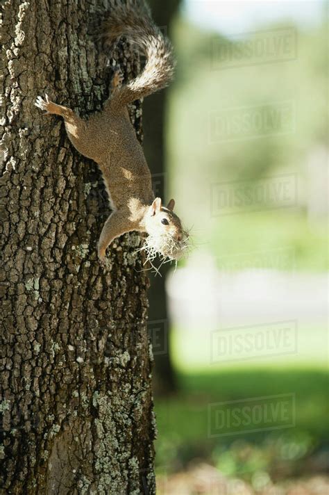 Squirrel climbing on tree - Stock Photo - Dissolve