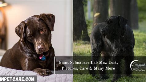 Giant Schnauzer Lab Mix: Cost, Pictures, Care & Many More