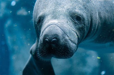 7 Fun Facts About Manatees