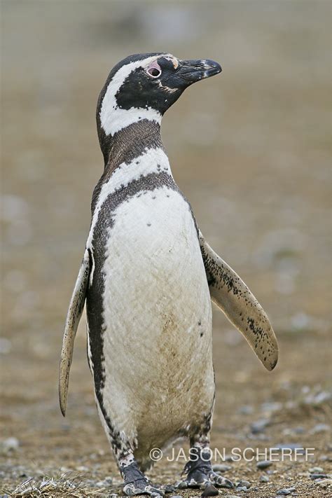 Magellanic Penguin | BirdForum