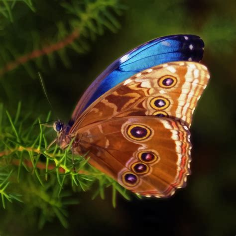 Butterfly Wings Photograph by Wes and Dotty Weber