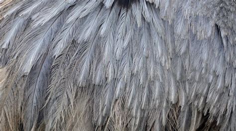 Emu Feathers stock photo. Image of bird, grey, texture - 40096806