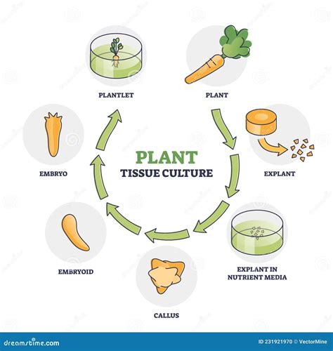 Plant Tissue Culture Diagram