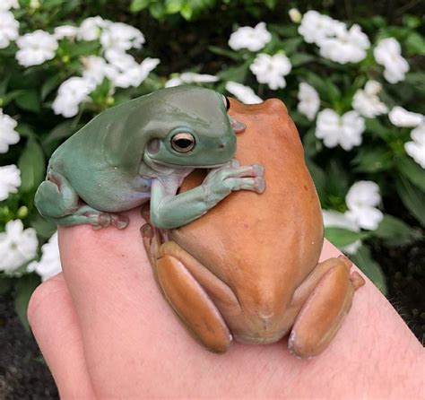 Baby Animals, Funny Animals, Cute Animals, Whites Tree Frog, Pet Frogs ...