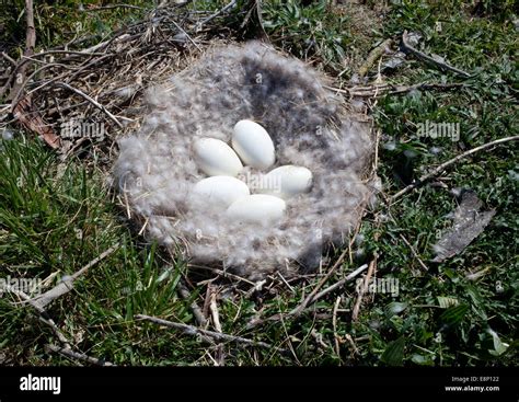 A Look at life in New Zealand. Canada Goose nest with eggs, in the wild ...