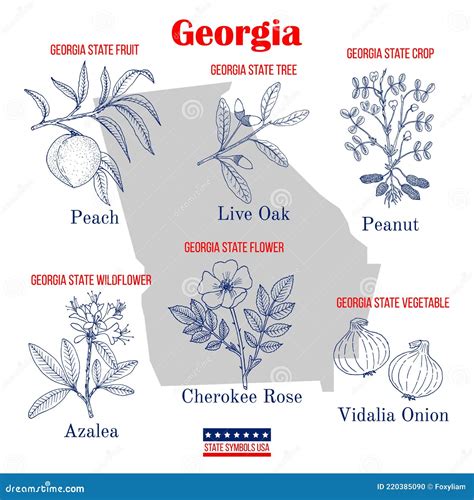 Georgia. Set Of USA Official State Symbols Vector Illustration ...