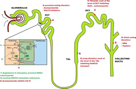 High Ceiling Effect Of Loop Diuretics | Shelly Lighting