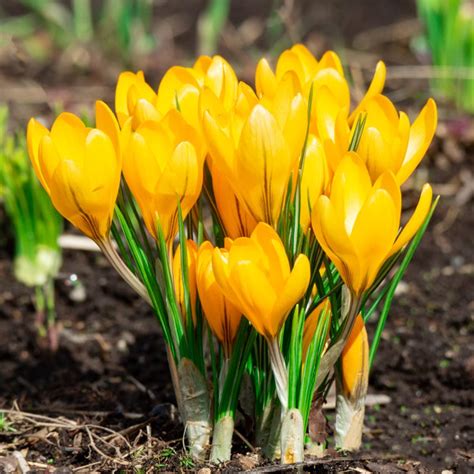 25 x Yellow Mammoth Crocus Bulbs - Large Flowered Yellow