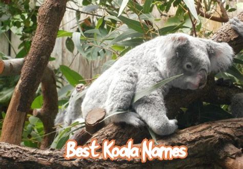 100+ Best Koala Names – Boy, Girl, Baby, & Cute Koala Names