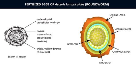 Ascaris Lumbricoides Egg Labeled