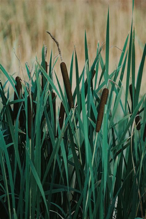 green grass in close up photography photo – Free Plant Image on Unsplash