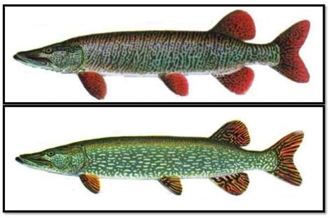 Muskie Vs. Pike: How to Tell Them Apart – Northern Pike Fishing Tips