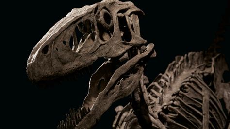 Skeleton of Deinonychus antirrhopus, the dinosaur that inspired ...