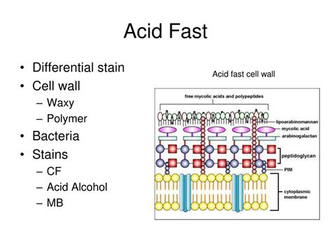 PPT - Bacterial Staining PowerPoint Presentation, free download - ID ...