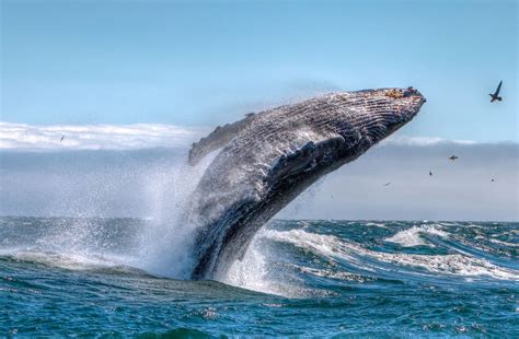 Whale Watching in California, Avila Beach, Pismo Beach and San Luis ...