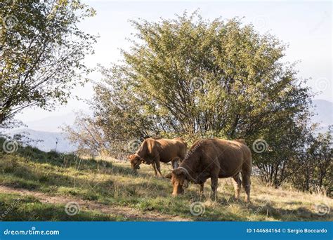 Limousine Cow Stock Images - Download 365 Royalty Free Photos