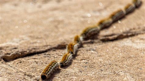 Know the best Centipede prevention tips for your property - Pest Control TX