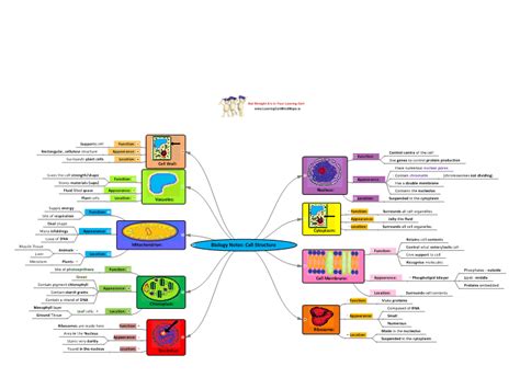 Biology Notes: Cell Structure: MindGenius mind map template | Biggerplate