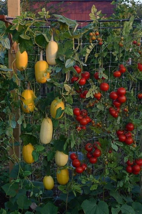 ボード「Garden of Vegetables」のピン