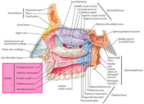 Maxilla bone, maxilla anatomy & maxilla function