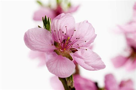 Peach blossoms against white background, close up stock photo