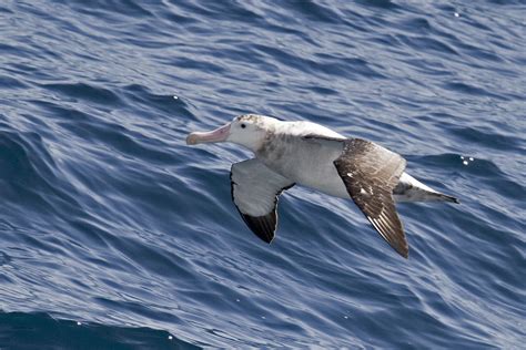 Antarctica & South America: Wandering Albatross