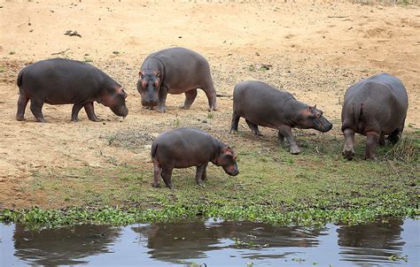 The Hunt for Escobar's Hippos: Controlling Colombia's Aggressive Hippo ...