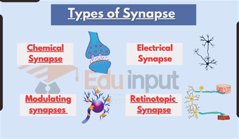 5 Types of Synapse-An Overview