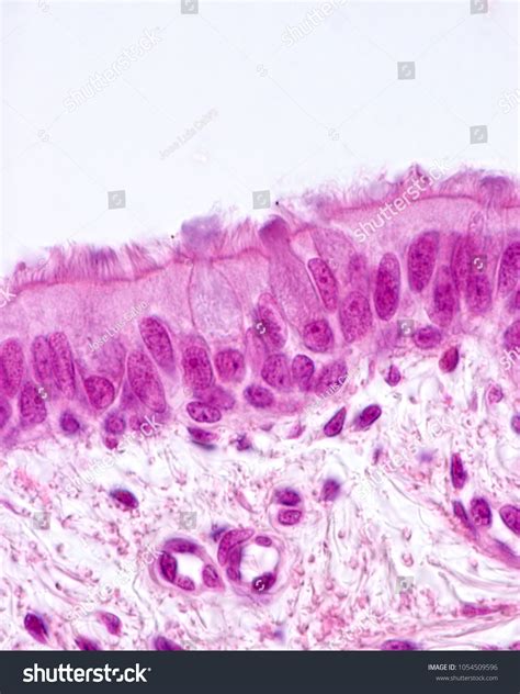 Ciliated Pseudostratified Columnar Epithelium Bronchus Respiratory ...