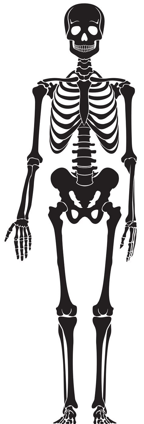 Human skeleton Skull - stump png download - 2717*8000 - Free ...