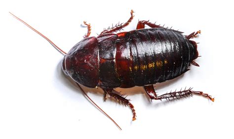 Large Cockroaches In Texas - PestPhobia