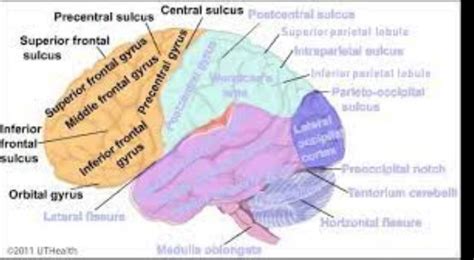 Difference Between Telencephalon And Diencephalon - Relationship Between