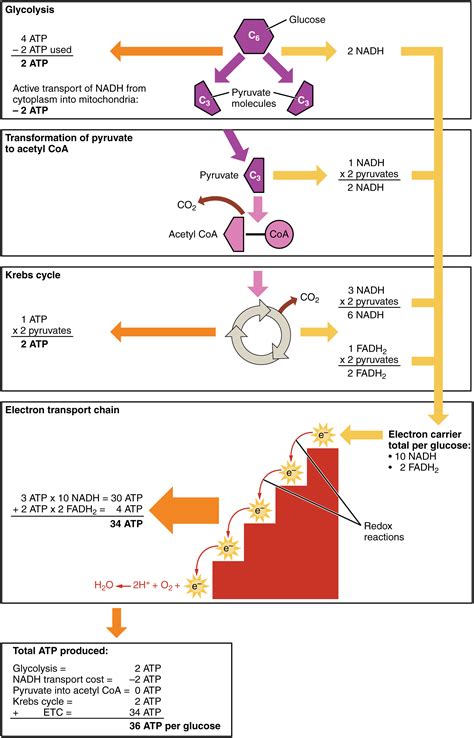 File:2509 Carbohydrate Metabolism.jpg - Wikimedia Commons