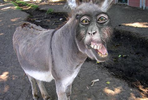 Mona Donkey : r/HybridAnimals