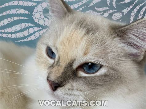 Tortie Ragdoll Cat: Complete Guide - Vocal Cats