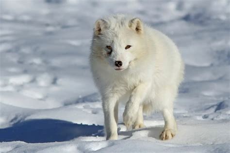 Animals That Live In The Snow - 5 Adapted For Winter Survival