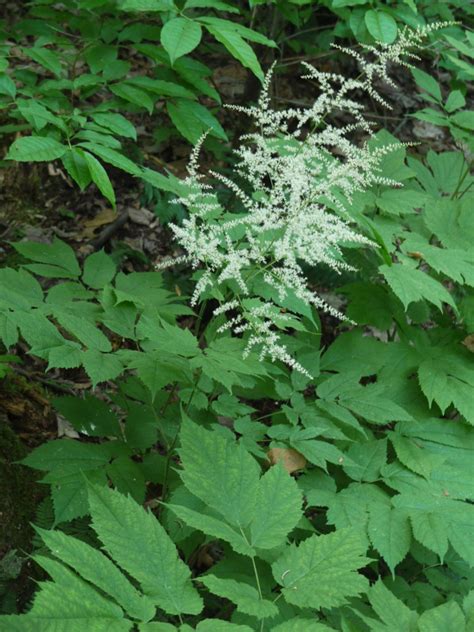 Black cohosh or something else? | Identify that Plant