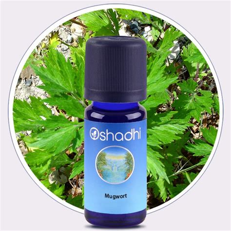 Mugwort Essential Oil - Oshadhi Essential Oils