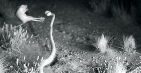 Kangaroo Rat Thwarts Rattlesnake Attack In Jaw-Dropping Fight Sequence ...