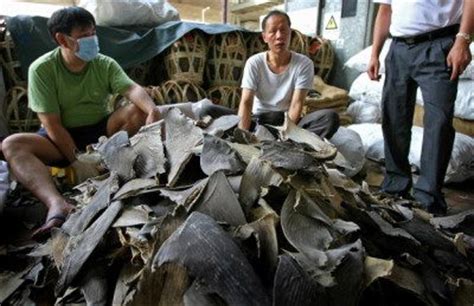 shark finning facts - Animals Time