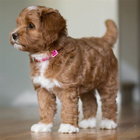 Australian Labradoodle Pictures - Spring Creek Labradoodles ...