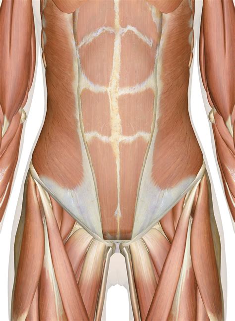 3D Anatomy of the Abdomen, Lower Back, and Pelvis Muscles