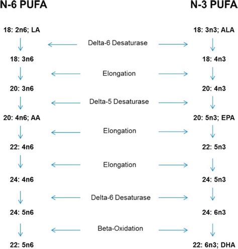 The elongation and desaturation of the essential fatty acids, linoleic ...