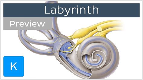 Labyrinth: Structure and inner ear function (preview) - Human Anatomy ...