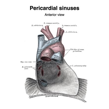 Pericardial sinuses (Gray's illustration) | Radiology Case ...