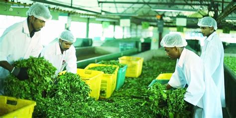 Organic Ceylon Tea from Sri Lanka - EDB Sri Lanka