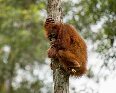 Press release: Borneo's orangutan is now critically endangered