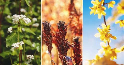 Allelopathic Plants: What Are They, The List, and How To (and Not To ...