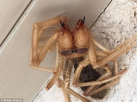 Arizona man finds spider-scorpion hybrid in Phoenix | Daily Mail Online