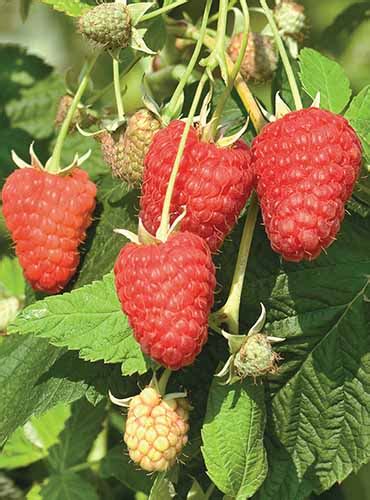 The Top 13 Raspberry Varieties to Grow in Zones 3-9 | Gardener’s Path